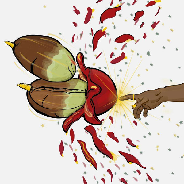 Die Entstehung des Kaffees