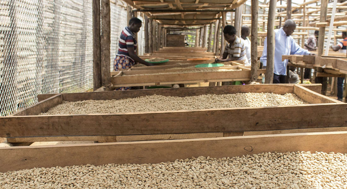 Rohkaffee trocknet auf Hochbeeten in Uganda